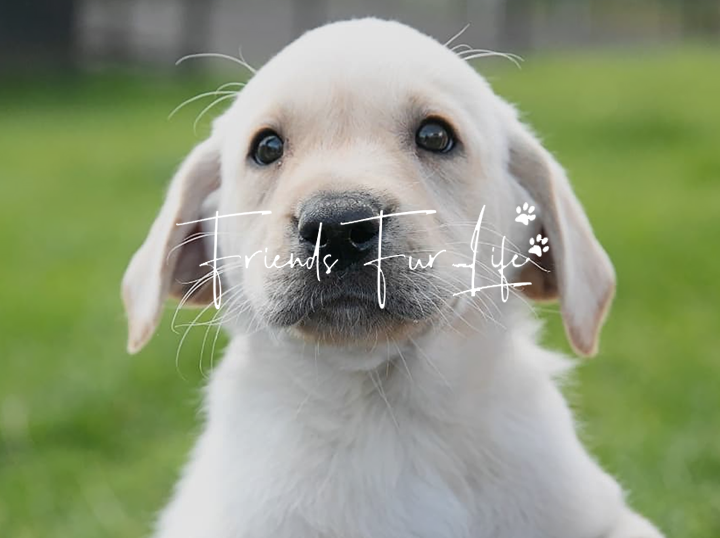 Shop Friends Fur Life on Atome