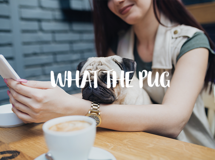 Shop What The Pug on Atome