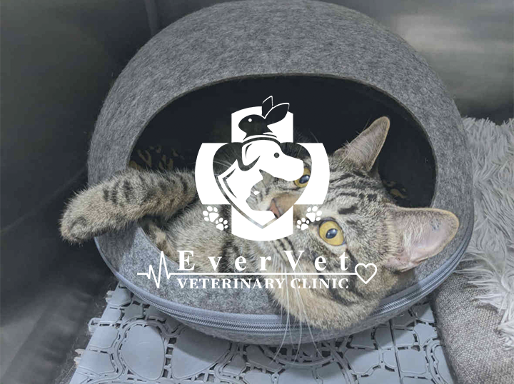 Shop Evervet Veterinary Clinic on Atome