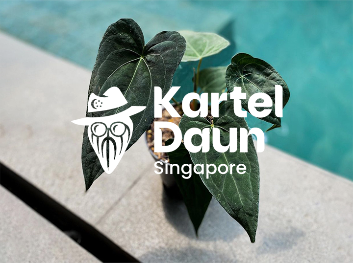 Shop Kartel Daun SG on Atome