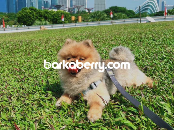 Shop Barkaberry on Atome