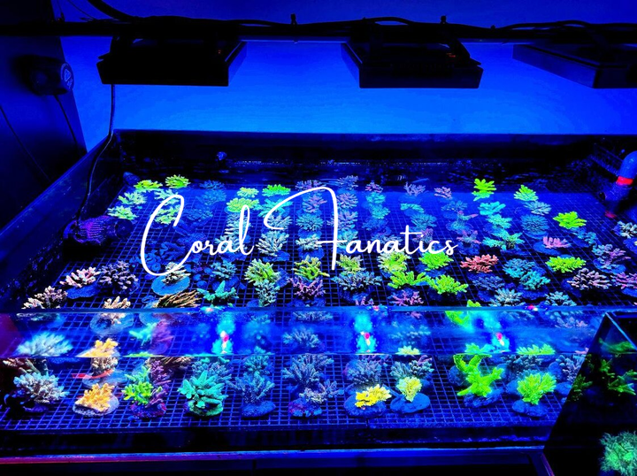 Shop Coral Fanatics on Atome