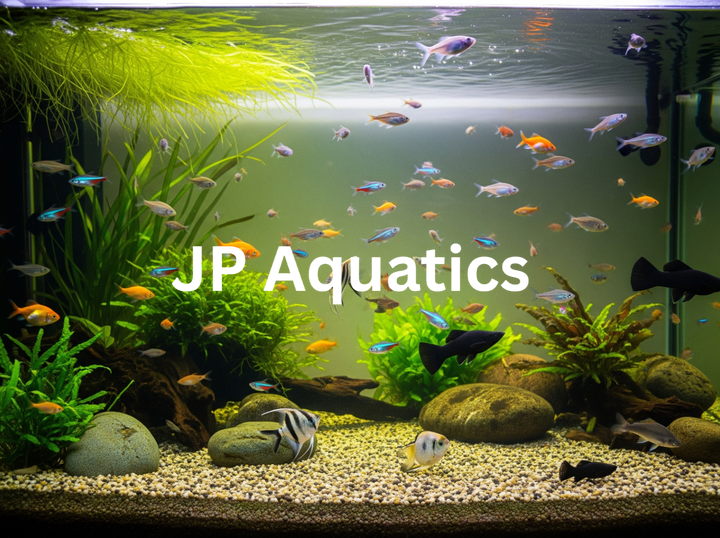 Shop JP Aquatics on Atome